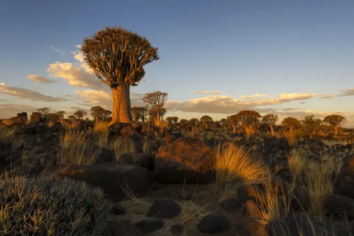 Framed Print : Landscape Photo of the Quiver Tree Forest lit up in Golden light from the Setting Sun, Keetmanshoop, Namibia Framed Print : Landscape Photo of the Quiver Tree Forest lit up in Golden light from the Setting Sun, Keetmanshoop, Namibia