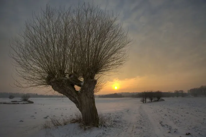 Framed Print : Landscape with a pollard willow at sunset, Bislicher Insel, North Rhine-Westphalia, Germany
