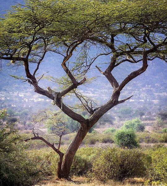 Landscape Scene of Leopard Resting in Acacia Tree in Samburu, Kenya