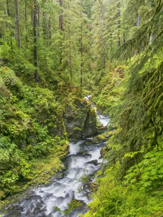 Framed Print : Landscape with Sol Duc River, Olympic National Park, Washington State, USA Framed Print : Landscape with Sol Duc River, Olympic National Park, Washington State, USA