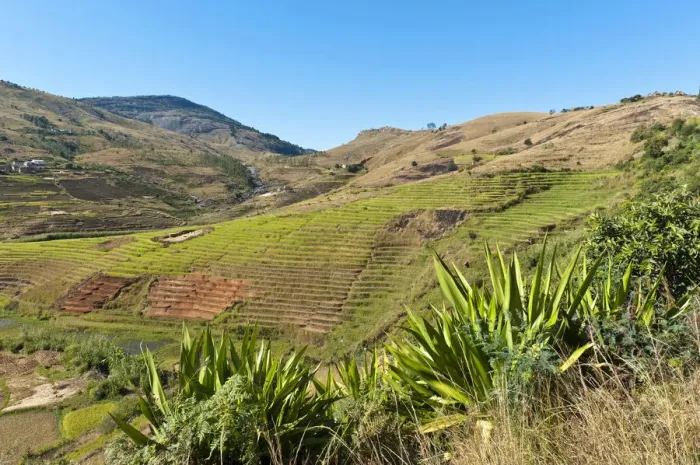 Framed Print : Landscape, steep terraced rice fields paddies of the Betsileo people, rocky mountains, Anja-Park near Ambalavao, Madagascar Framed Print : Landscape, steep terraced rice fields paddies of the Betsileo people, rocky mountains, Anja-Park near Ambalavao, Madagascar