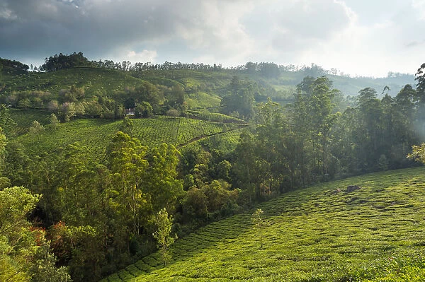 Landscape with tea plantations