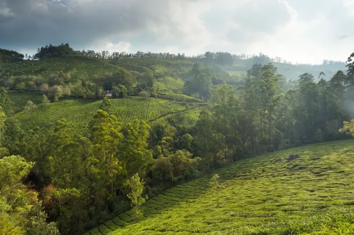 Framed Print : Landscape with tea plantations