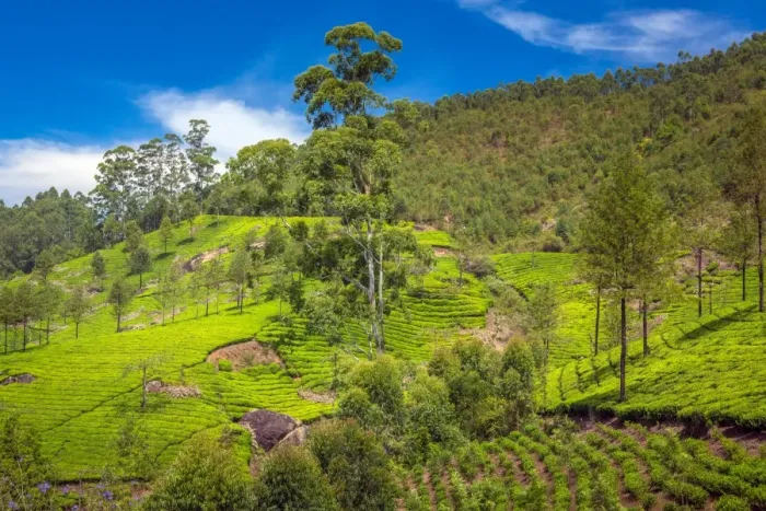 Framed Print : Landscape with tea plantations Framed Print : Landscape with tea plantations