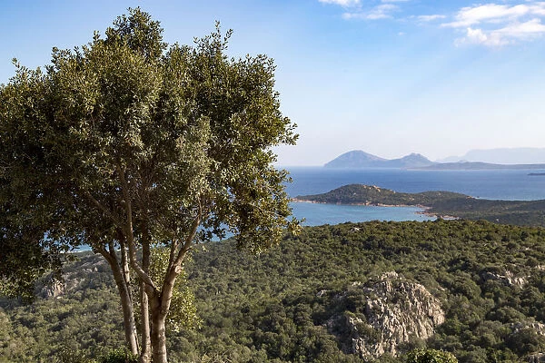Landscape with tree and Mediterranean sea coastline in background, Olbia, Costa Smeralda, Sardinia, Italy