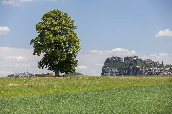 Landscape with a tree near the Schrammsteine rock group, Elbe Sandstone Mountains, Saxony, Germany, Europe