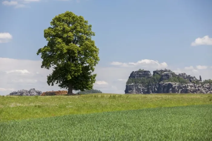 Framed Print : Landscape with a tree near the Schrammsteine rock group, Elbe Sandstone Mountains, Saxony, Germany, Europe Framed Print : Landscape with a tree near the Schrammsteine rock group, Elbe Sandstone Mountains, Saxony, Germany, Europe