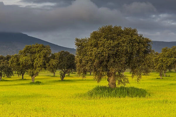 Landscape with trees on meadow in morning light, at Quintana de la Serena, Extremadura, Spain