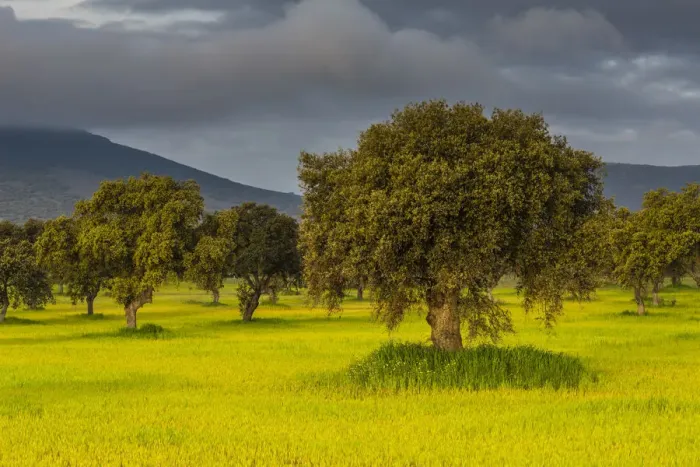 Framed Print : Landscape with trees on meadow in morning light, at Quintana de la Serena, Extremadura, Spain Framed Print : Landscape with trees on meadow in morning light, at Quintana de la Serena, Extremadura, Spain