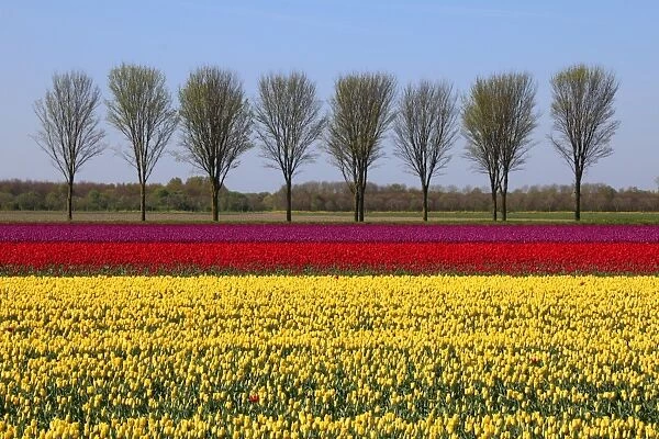 Landscape with tulips