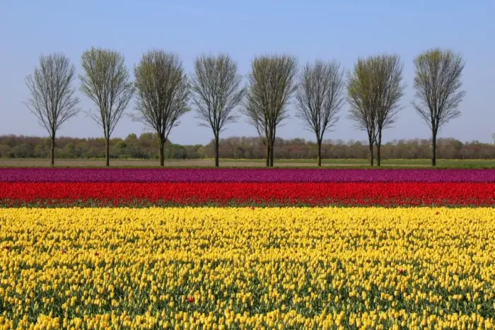 Framed Print : Landscape with tulips Framed Print : Landscape with tulips