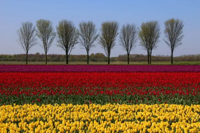 Framed Print : Landscape with tulips in spring, Netherlands Framed Print : Landscape with tulips in spring, Netherlands