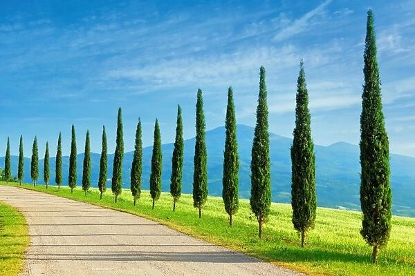 Landscape in Tuscany with cypress trees
