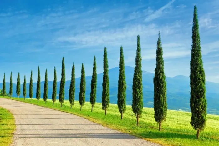 Framed Print : Landscape in Tuscany with cypress trees Framed Print : Landscape in Tuscany with cypress trees