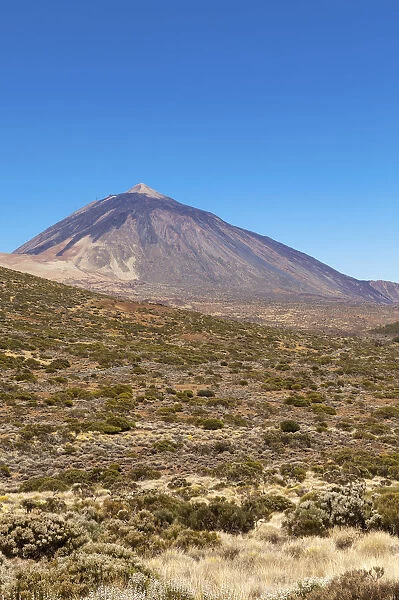 Landscape with vegetation typical of the Parque Nacional de las Canadas del Teide, Teide National Park, UNESCO World Natural Heritage Site, with Mount Teide volcano at the rear, Montijos, Palo Blanco, Tenerife, Canary Islands, Spain