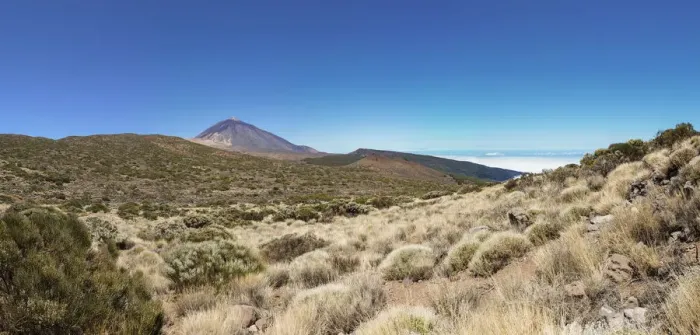 Framed Print : Landscape with vegetation typical of the Parque Nacional de las Canadas del Teide, Teide National Park, UNESCO World Natural Heritage Site, with Mount Teide volcano at the rear, Montijos, Palo Blanco, Tenerife, Canary Islands, Spain