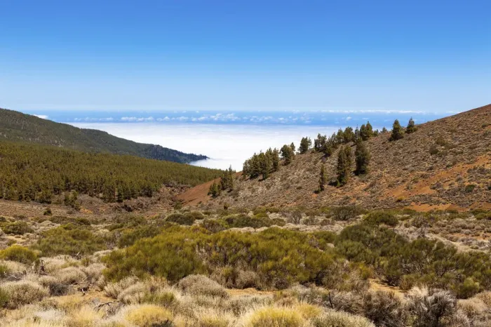 Framed Print : Landscape with vegetation typical of the Parque Nacional de las Canadas del Teide, Teide National Park, UNESCO World Natural Heritage Site, with views towards the Atlantic Ocean, Las Llanadas, Palo Blanco, Tenerife, Canary Islands, Spain Framed Print : Landscape with vegetation typical of the Parque Nacional de las Canadas del Teide, Teide National Park, UNESCO World Natural Heritage Site, with views towards the Atlantic Ocean, Las Llanadas, Palo Blanco, Tenerife, Canary Islands, Spain
