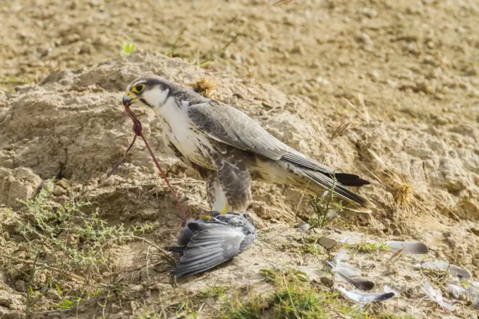 Framed Print : Lanner Falcon -Falco biarmicus-, Chambal River, Rajasthan, India Framed Print : Lanner Falcon -Falco biarmicus-, Chambal River, Rajasthan, India