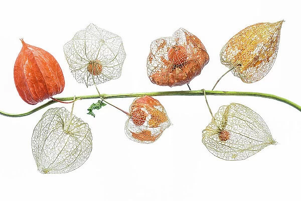Lanterns. A stem of Physalis Franchetii pods also known as Chinese lanterns