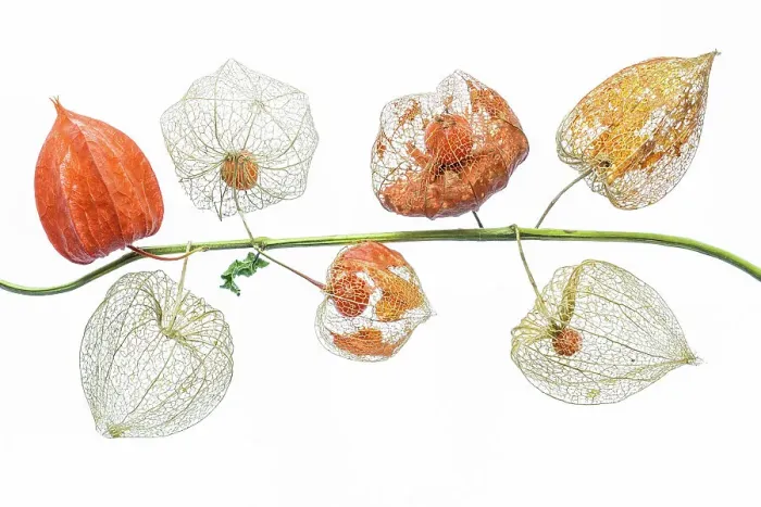 Framed Print : Lanterns. A stem of Physalis Franchetii pods also known as Chinese lanterns Framed Print : Lanterns. A stem of Physalis Franchetii pods also known as Chinese lanterns