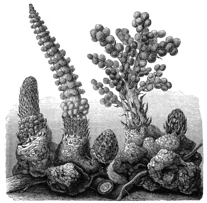 Framed Print : Laphophytom mirabile and Sarcophyte sanguinea Framed Print : Laphophytom mirabile and Sarcophyte sanguinea