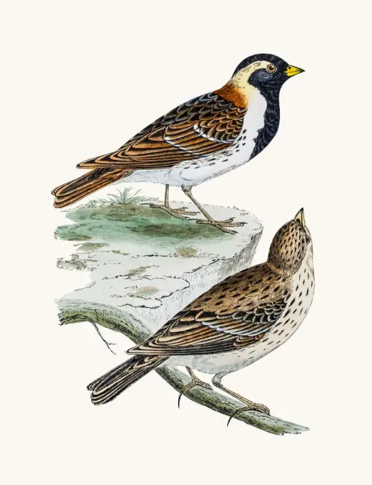 Framed Print : Lapland Longspur Bunting bird Framed Print : Lapland Longspur Bunting bird