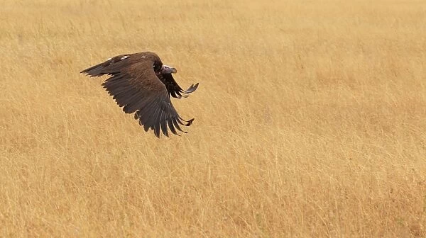 Lappet-Faced Vulture flying over golden grass