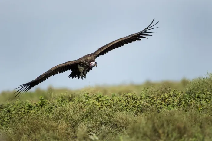 Framed Print : Lappet-faced Vulture, Ngorongoro, Tanzania Framed Print : Lappet-faced Vulture, Ngorongoro, Tanzania