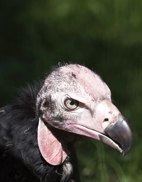 Lappet-faced Vulture or Nubian Vulture -Aegypius tracheliotus, Torgos tracheliotus-