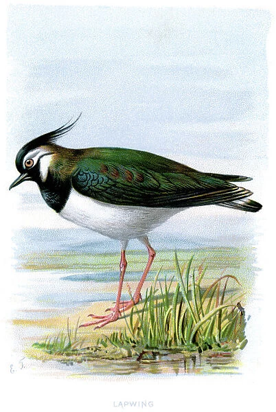 Lapwing. Vintage lithograph from 1883 of a Northern Lapwing 