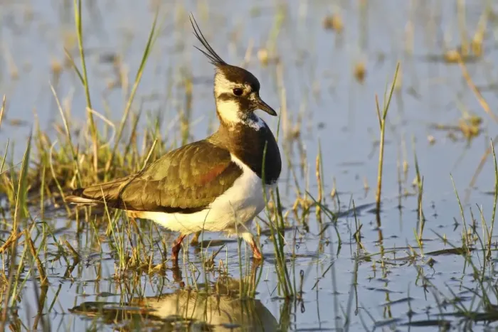 Framed Print : Lapwing -vanellus vanellus-, Burgenland, Austria, Europe Framed Print : Lapwing -vanellus vanellus-, Burgenland, Austria, Europe