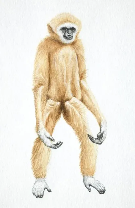 Framed Print : Lar Gibbon, Hylobates lar, standing with its arms hanging, front view Framed Print : Lar Gibbon, Hylobates lar, standing with its arms hanging, front view