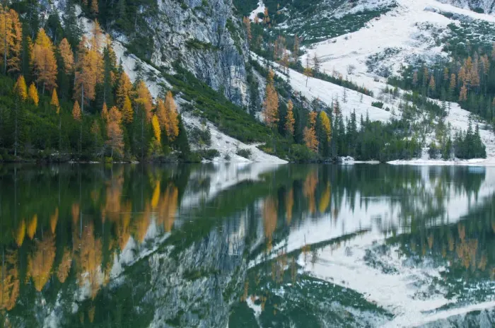 Framed Print : Larch trees with autumnal discolouring, reflections in Pragser Wildsee or Lake Prags, Dolomites, South Tyrol, Italy