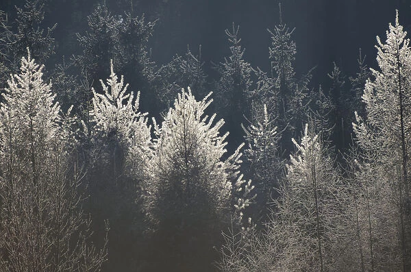 Larches with hoarfrost, backlit, Bavarian State Forest near Raubling, Bavaria, Germany, Europe