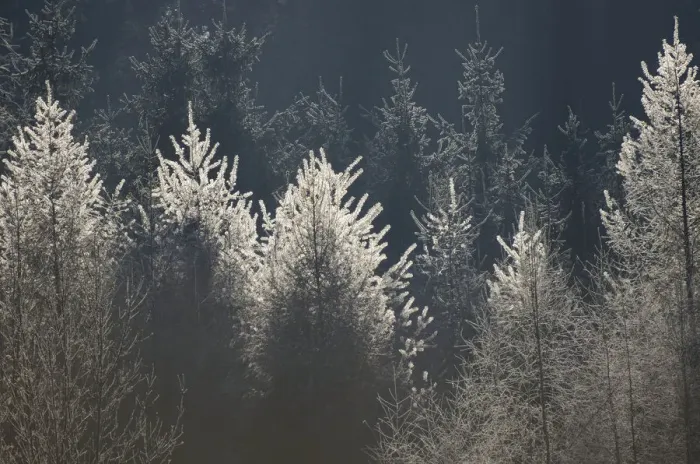 Framed Print : Larches with hoarfrost, backlit, Bavarian State Forest near Raubling, Bavaria, Germany, Europe