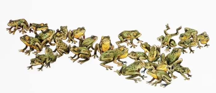 Framed Print : Large adult group of frogs, with green and yellow skin Framed Print : Large adult group of frogs, with green and yellow skin