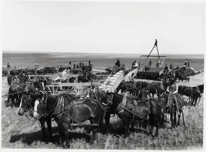 Framed Print : Large Array Of Harvesting Equip.; Horses Framed Print : Large Array Of Harvesting Equip.; Horses