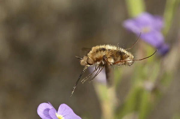 Large bee fly -Bombylius major- approaching an aubrieta -Aubrieta-, Untergroeningen, Baden-Wuerttemberg, Germany, Europe