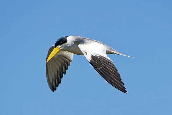 Large-billed tern flying