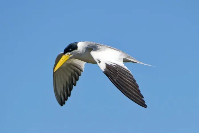 Framed Print : Large-billed tern flying Framed Print : Large-billed tern flying