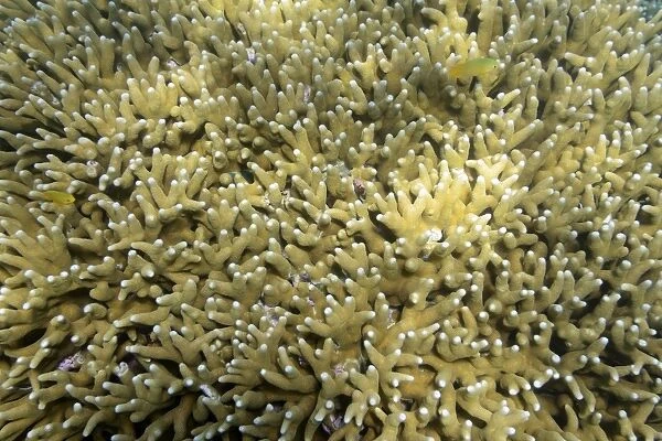 Large blocks of Stone corals -Seriatopora spec. - in the coral reef, Northern Bali, Bali, Indonesia