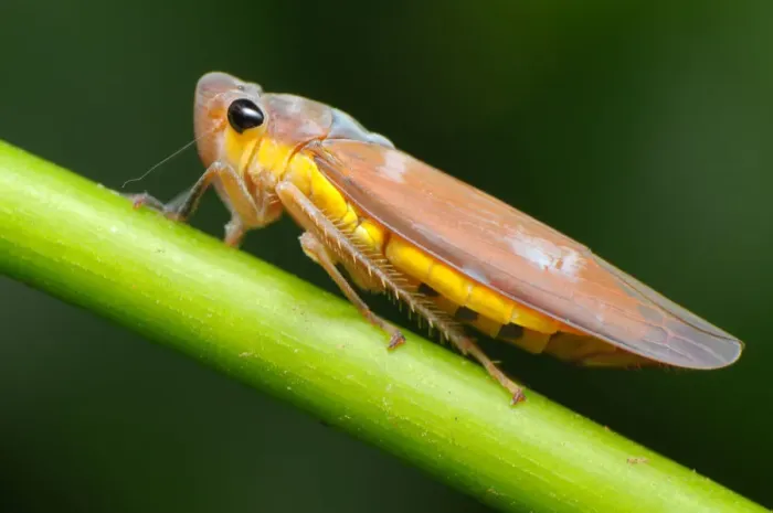 Framed Print : Large Brown Leafhopper (Bothrogonia ferruginea) Framed Print : Large Brown Leafhopper (Bothrogonia ferruginea)