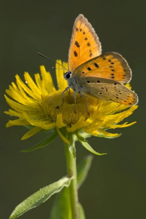Framed Print : Large Copper -Lycaena dispar- on a British Yellowhead -Inula britannica-, Burgenland, Austria Framed Print : Large Copper -Lycaena dispar- on a British Yellowhead -Inula britannica-, Burgenland, Austria