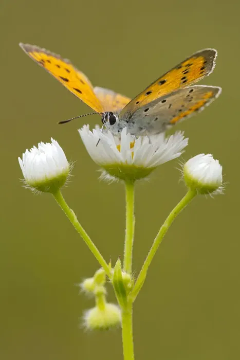 Framed Print : Large Copper -Lycaena dispar-, Burgenland, Austria Framed Print : Large Copper -Lycaena dispar-, Burgenland, Austria