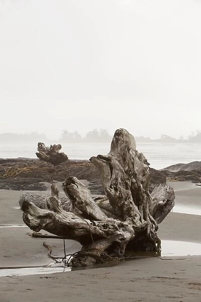 A Large Drift Log Sits On Chestermans Beach Near Tofino; British Columbia Canada