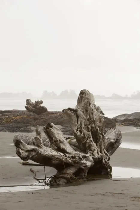 Framed Print : A Large Drift Log Sits On Chestermans Beach Near Tofino; British Columbia Canada Framed Print : A Large Drift Log Sits On Chestermans Beach Near Tofino; British Columbia Canada