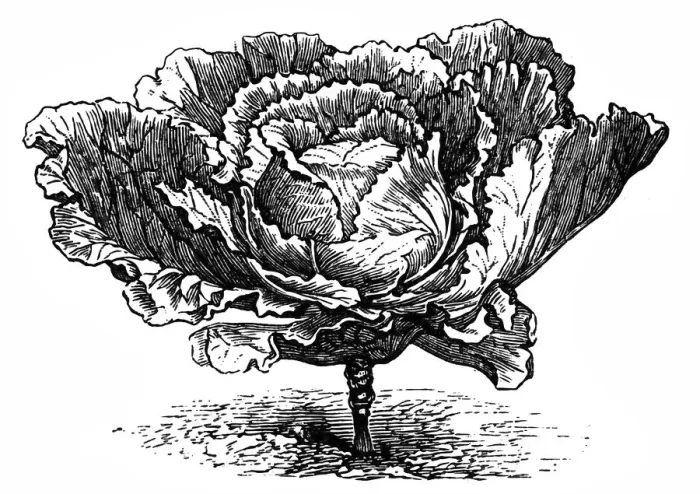 Framed Print : Large Dutch cabbage Framed Print : Large Dutch cabbage
