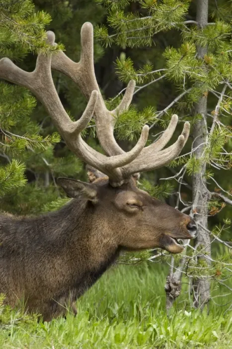 Framed Print : Large Elk in the Trees