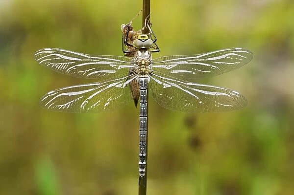 Large Emperor Dragonfly -Anax imperator-, freshly hatched, still drying and not fully coloured, Bavaria, Germany, Europe