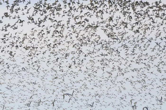Framed Print : Large flock of birds, Golden Plovers -Pluvialis apricaria-, Fehmarn Island, Schleswig-Holstein, Germany Framed Print : Large flock of birds, Golden Plovers -Pluvialis apricaria-, Fehmarn Island, Schleswig-Holstein, Germany